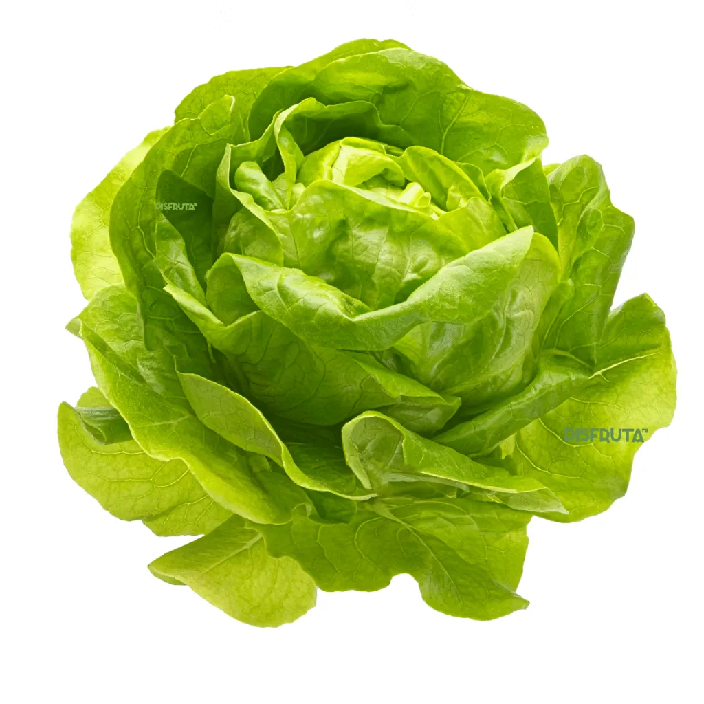Lechuga Francesa BLK ISO.webp