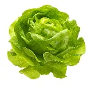 Lechuga Francesa BLK ISO.webp