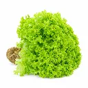 Lechuga Italiana BLK ISO.webp