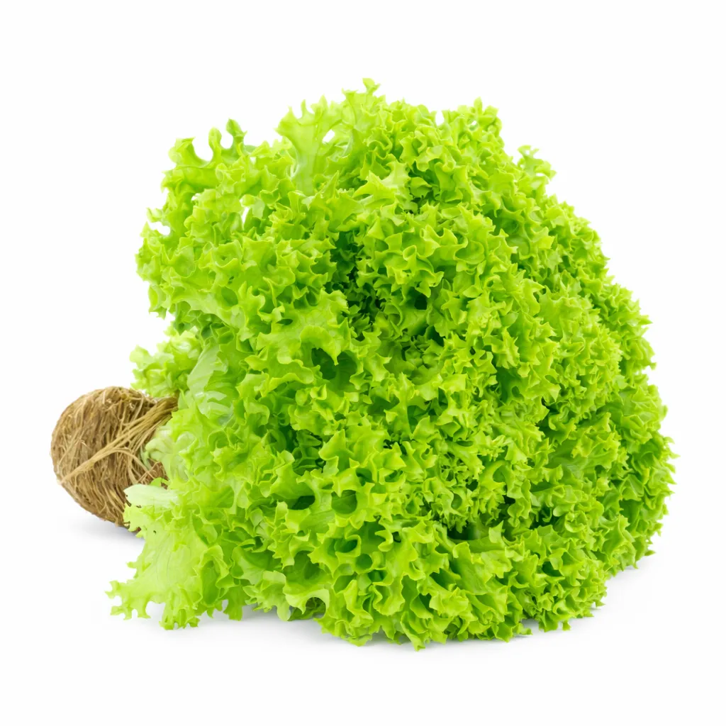 Lechuga Italiana BLK ISO.webp