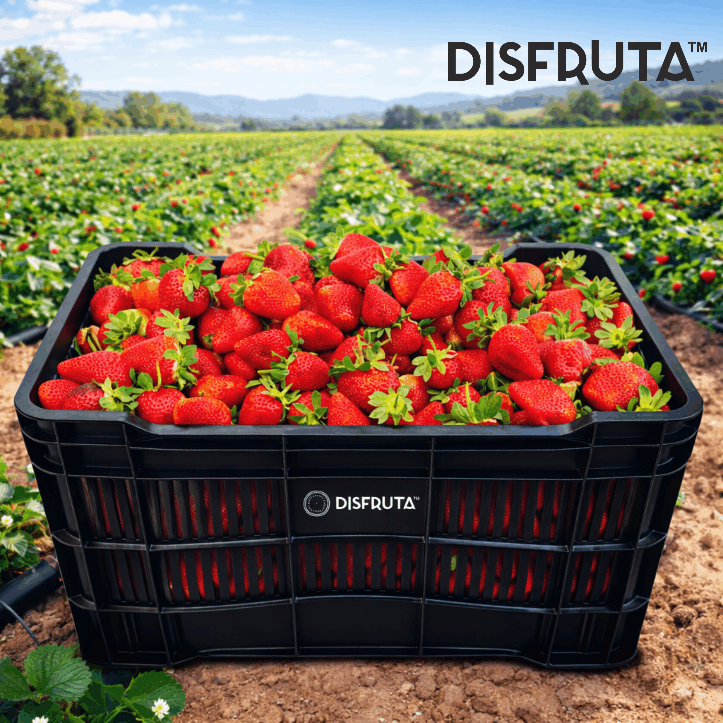 Caja Fresa Camino Real ±20Kg ORCH Disfruta™.gif