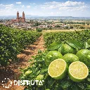 Mexican Sweet Lime ORC Disfruta™.webp