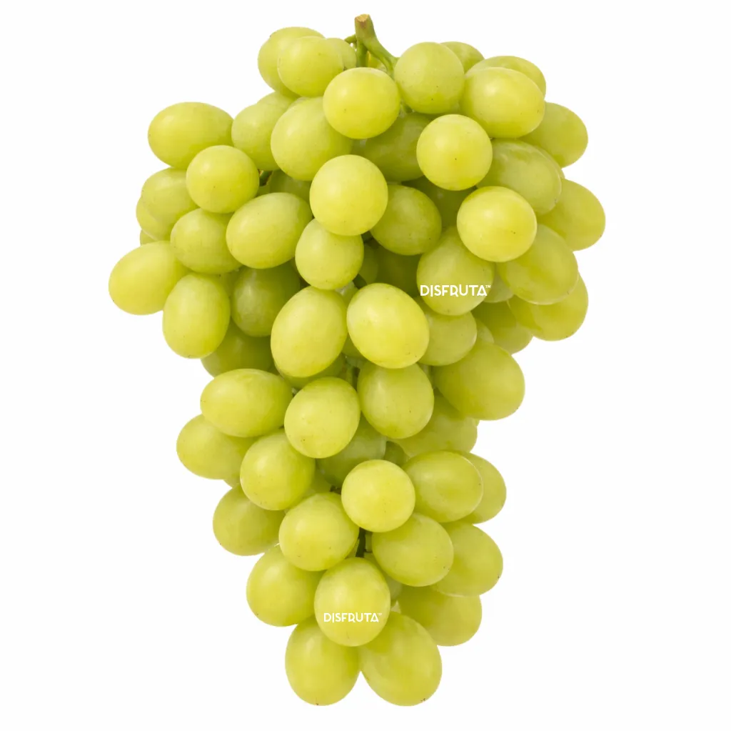 Uva Tympson™ Sheengene 21.webp