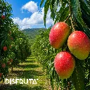 Mango Haden ORC.webp