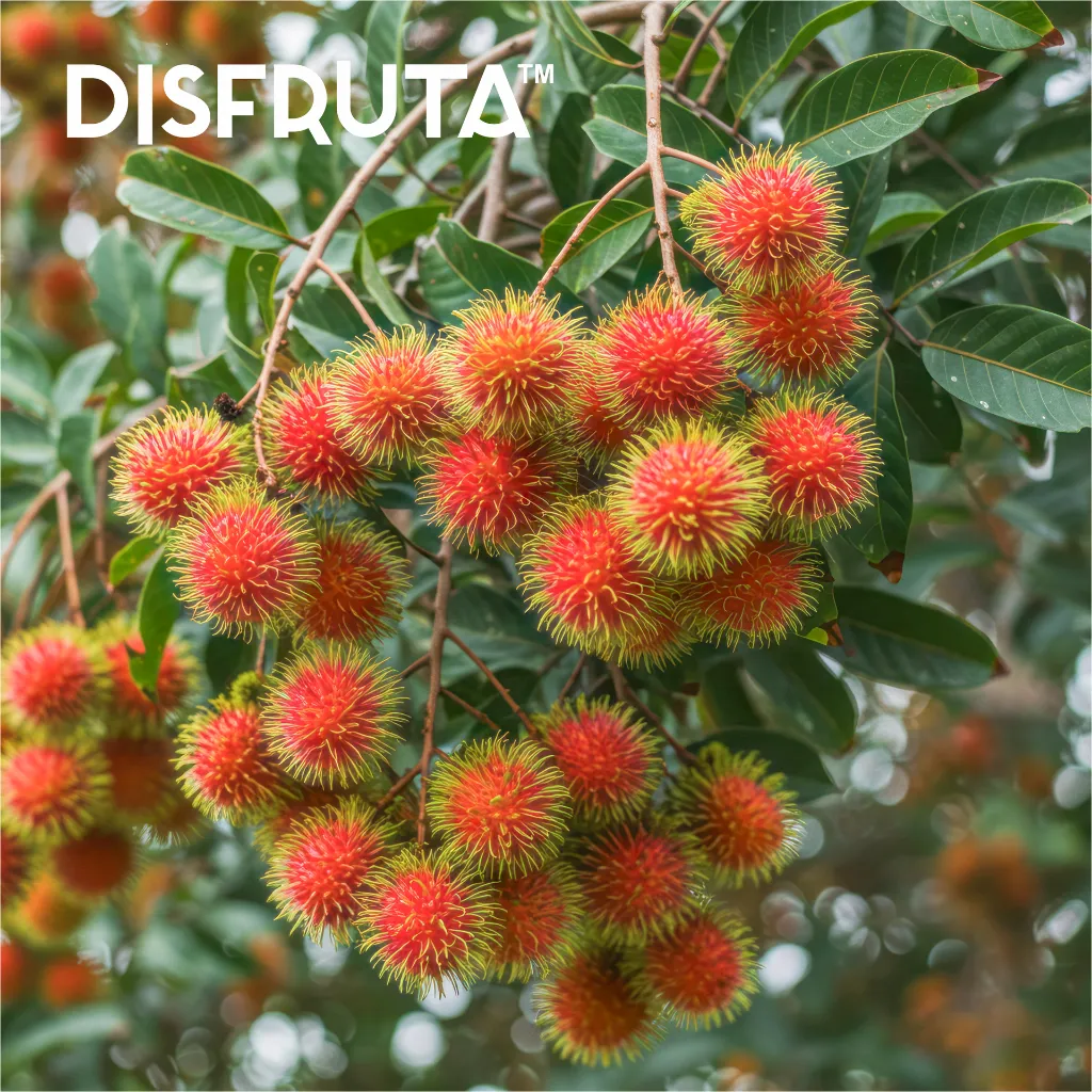 Rambutan ORC 2.webp