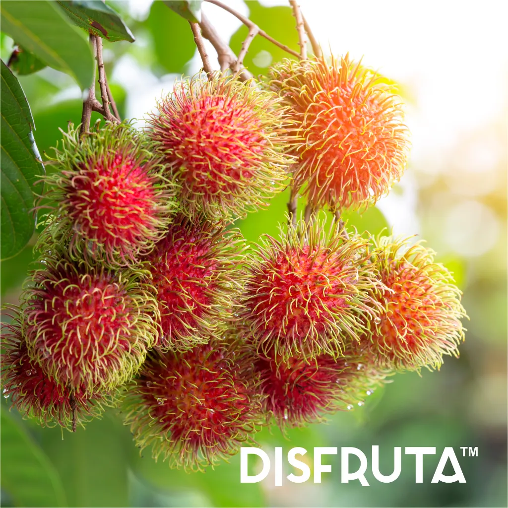 Rambutan ORC 1.webp