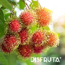 Rambutan ORC 1.webp
