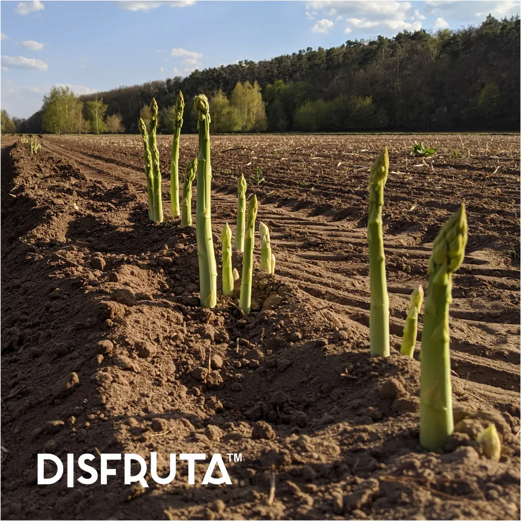 Asparragus ORC Disfruta™.webp