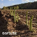 Asparragus ORC Disfruta™.webp