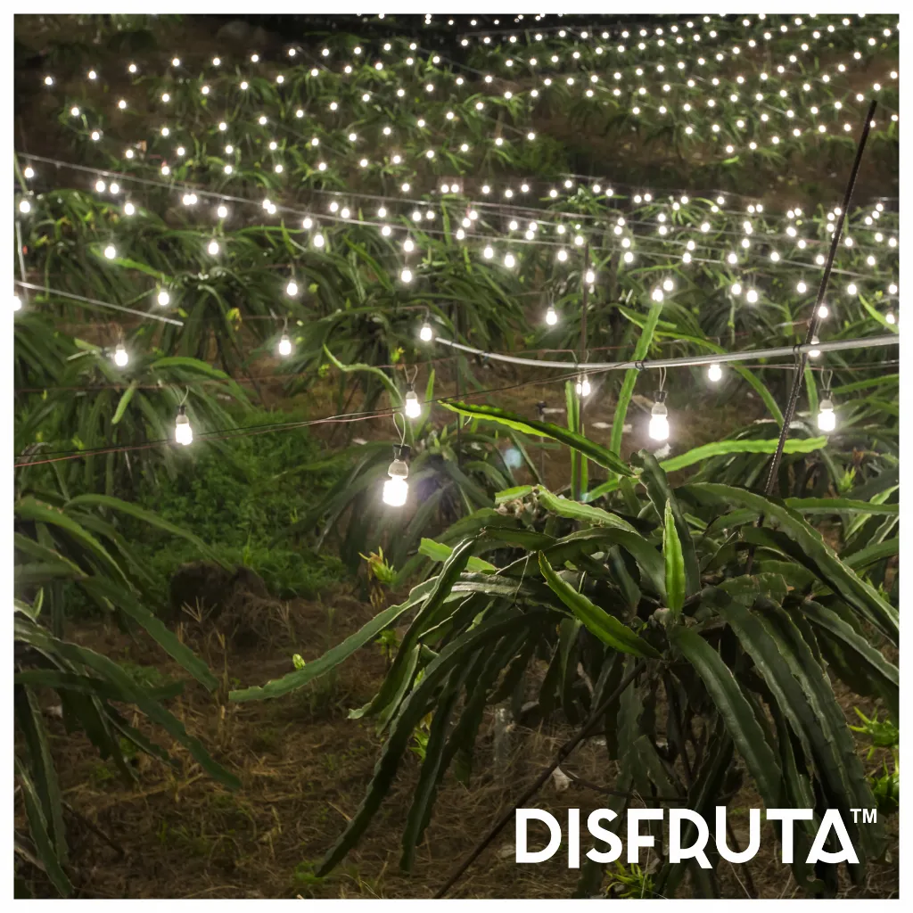Dragon Fruit ORC Night Leed Field Disfruta™ 1-1.webp