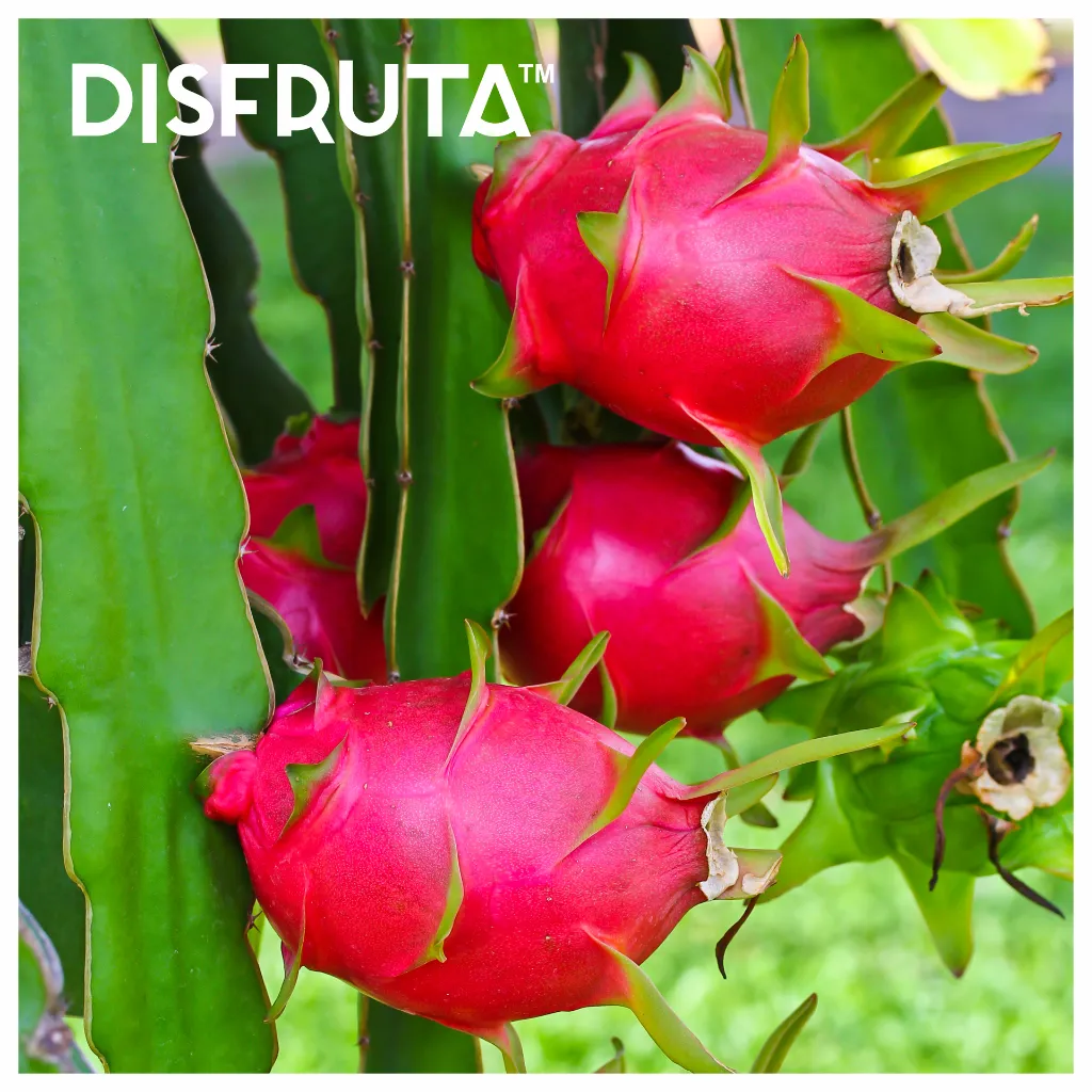 Dragon Fruit ORC Zoom Disfruta™ 1-1.webp