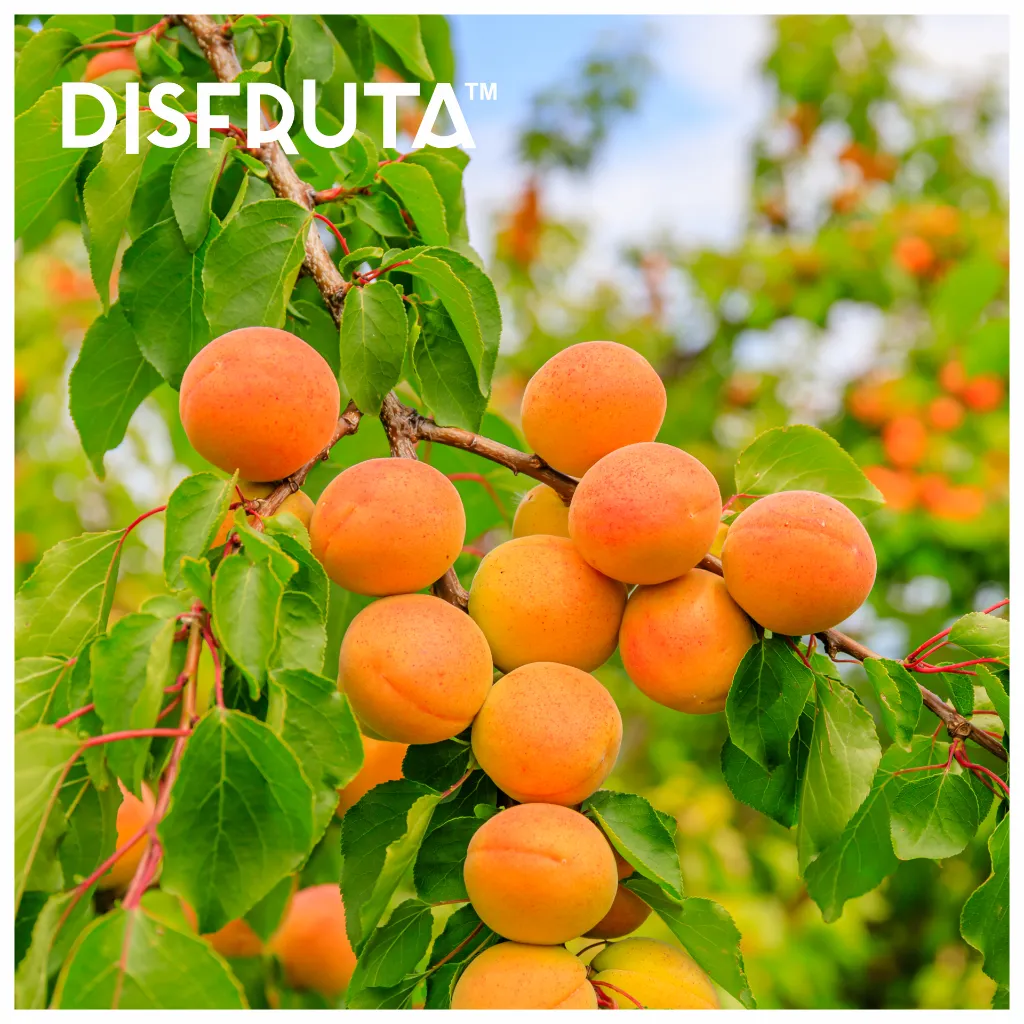 Apricot ORC Disfruta™.webp