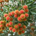 Rambutan ORC 2.webp