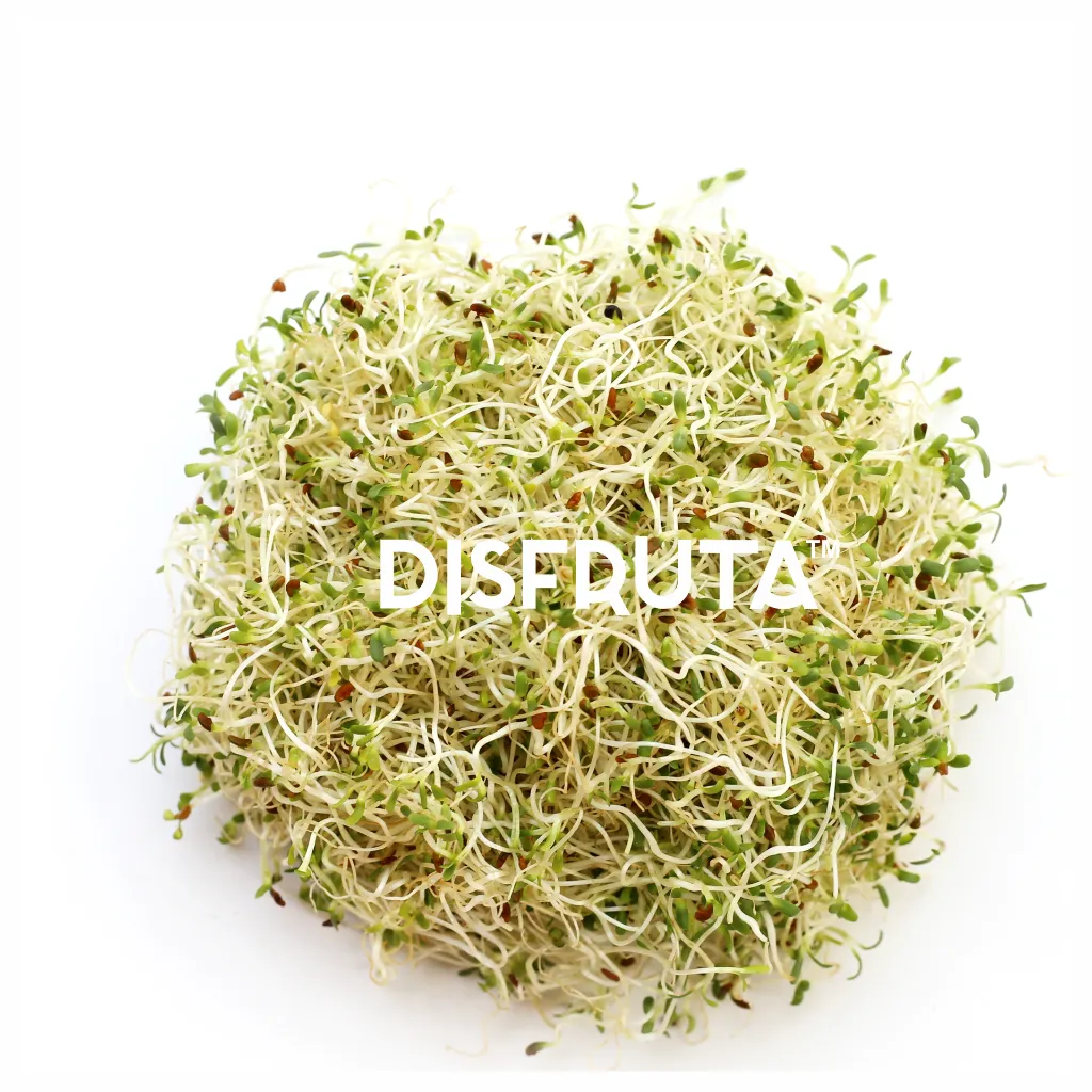 Alfalfa Sprouts Germinado Disfruta™ ISO.webp