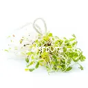 Alfalfa Sprouts Germinado Disfruta™ ISO 2.webp