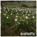 Dragon Fruit ORC Night Leed Field Disfruta™ 1-1.webp