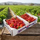 Strawberry California BX ORC.webp