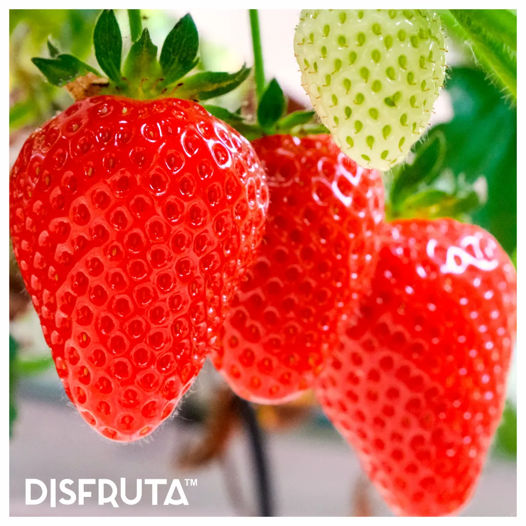 Straberry ORC Disfruta™.webp