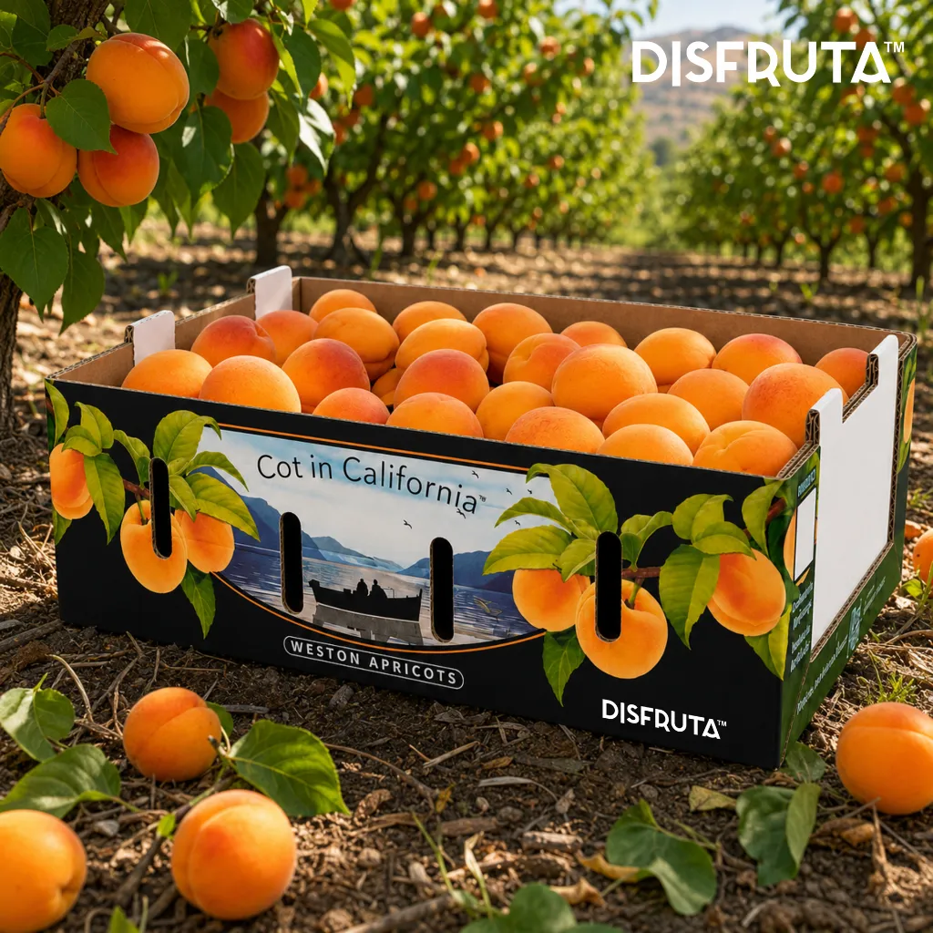 Weston Apricot BX ISO.webp