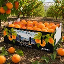 Weston Apricot BX ISO.webp