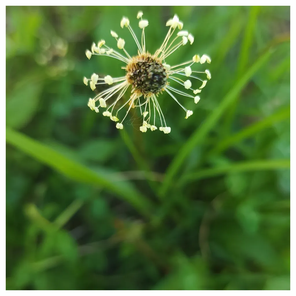 Psillium Plant.webp