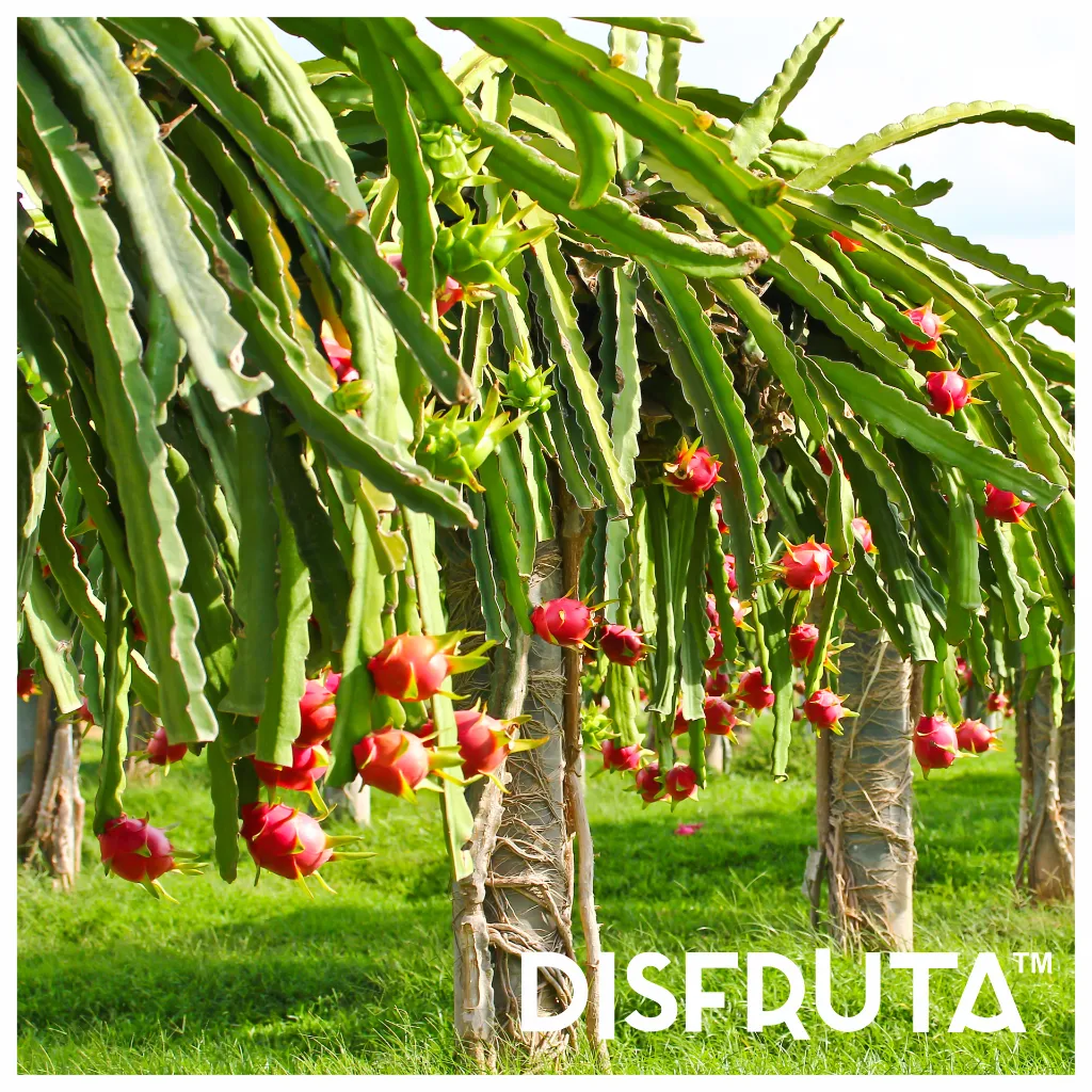 Dragon Fruit ORC Disfruta™ 1-1.webp