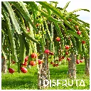 Dragon Fruit ORC Disfruta™ 1-1.webp