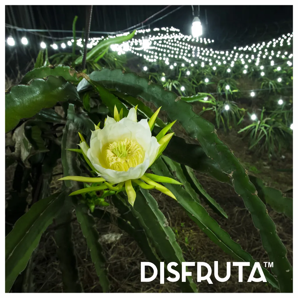 Dragon Fruit ORC Night Bloom Disfruta™ 1-1.webp