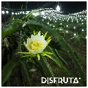 Dragon Fruit ORC Night Bloom Disfruta™ 1-1.webp