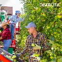 Golden Delicious ORC Disfruta™.webp