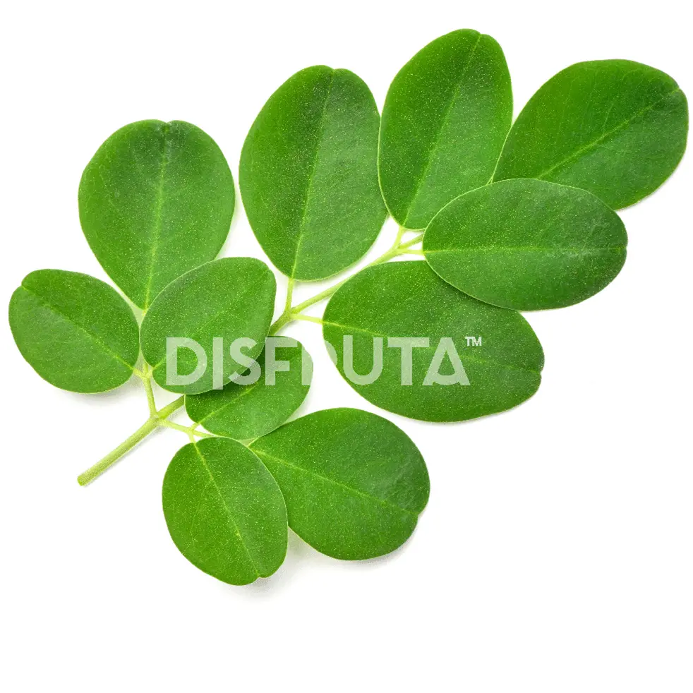 Hojas de Moringa Frescas Rama.webp