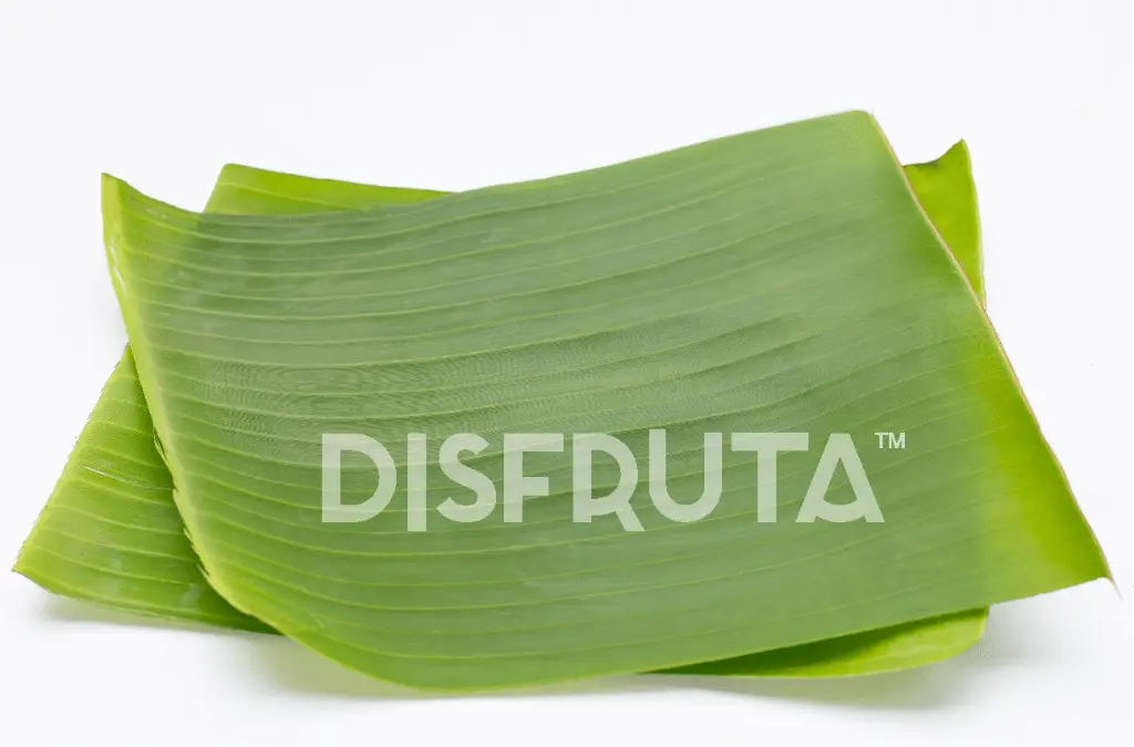 Hoja de Banano 2.webp