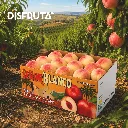 Señor Blanco White Nectarines Orc.webp