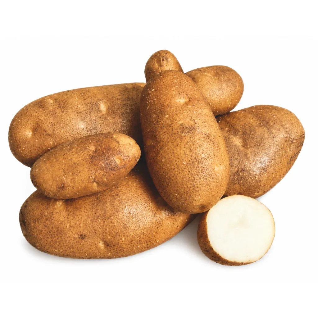 Papa Russet Norkotah ISO.webp