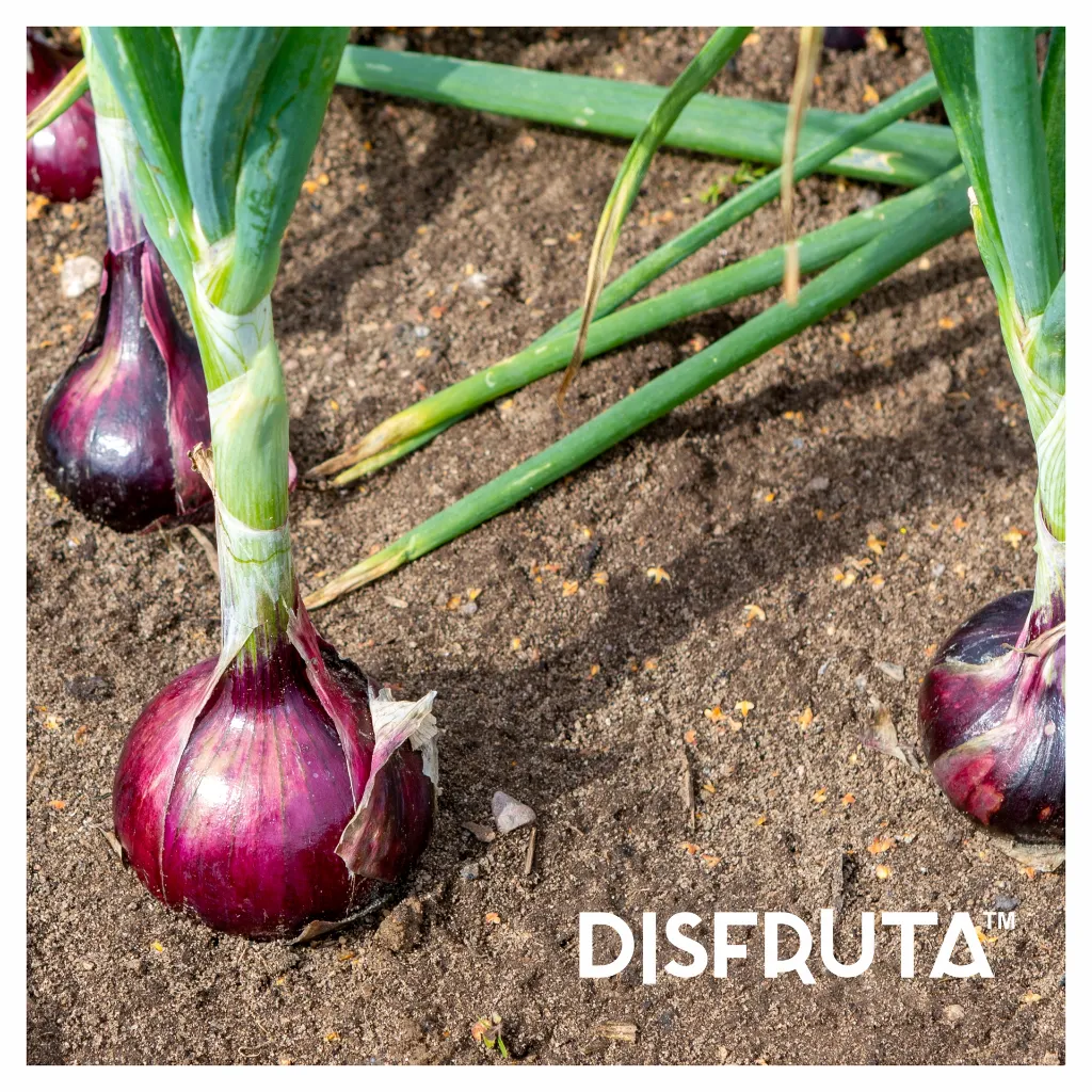 Red Onion Field.webp