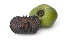 shutterstock_237794326.webp