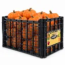Calabaza Mini Jack Oranguita FAGUSI C-PLS.webp
