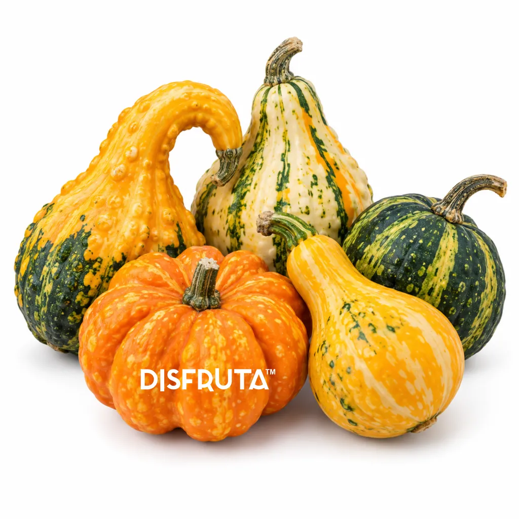 Ornamental Pumpkin ISO 3 Disfruta™.webp