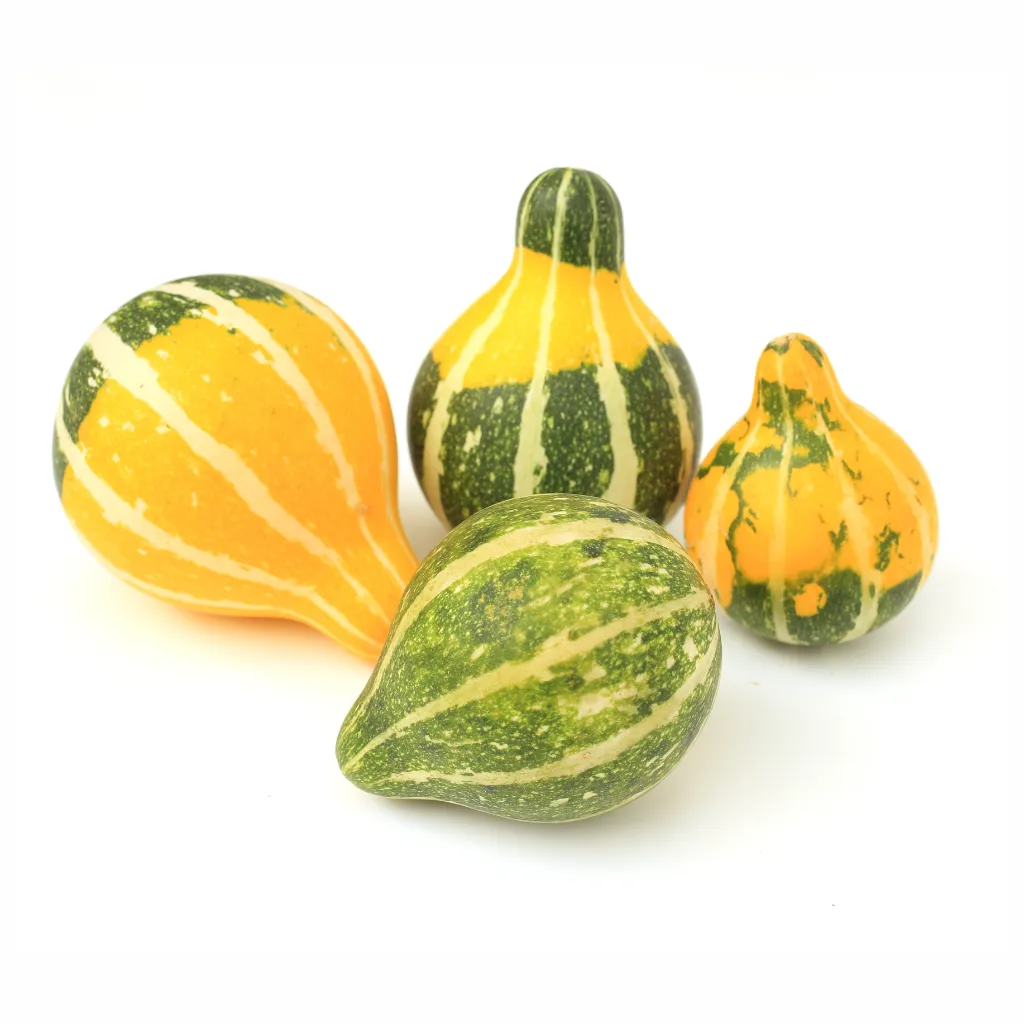 Ornamental Pumpkin ISO 2 Disfruta™.webp
