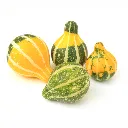 Ornamental Pumpkin ISO 2 Disfruta™.webp