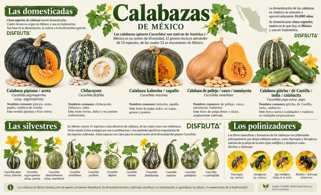 Calabazas en México.webp