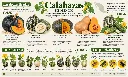 Calabazas en México.webp