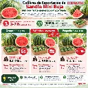 Mini Red Watermelon Size Chart.webp