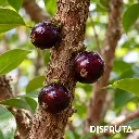 Jaboticaba RIPE Disfruta™.webp