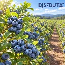 Blueberries Orchard Disfruta™.webp