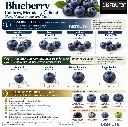 Blueberry Size Chart Disfruta™.webp