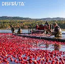 Cranberries Harvest .webp