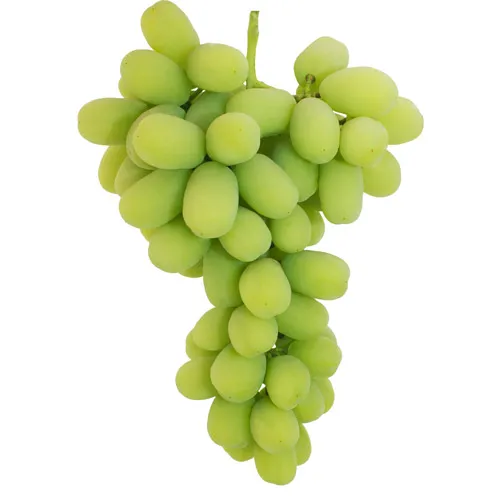 Uva Autumn King GRL.webp