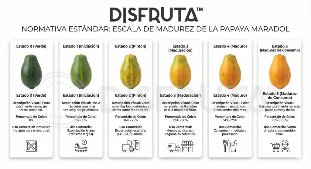 Papaya Maradol Escala Madurez (SMALL).webp