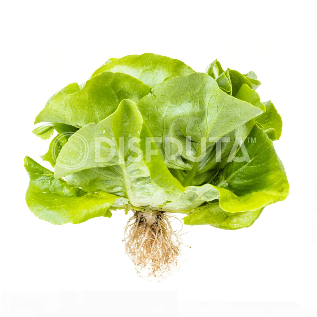 Caja Lechuga Eva® Francesa GRL 2.webp